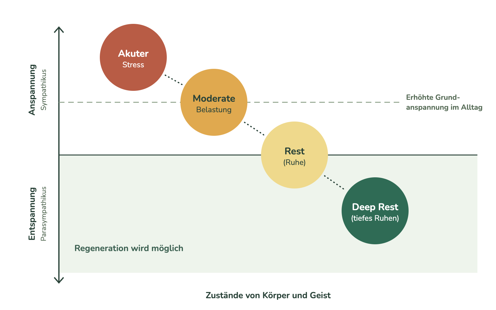 Grafik: vier Zustände des Nervensystems nach Crosswell – akuter Stress, moderate Belastung, Rest (Ruhe) und Deep Rest (tiefes Ruhen)